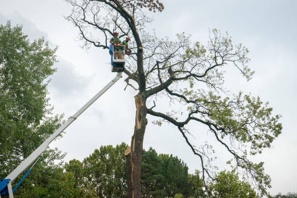 Best Commercial Tree Services  in Boerne, TX